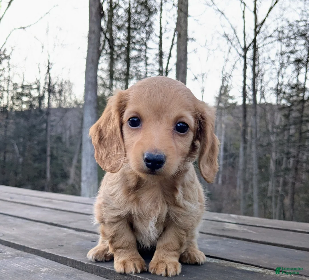Miniature Dachshund dogs for sale: Miniature Dachshund Puppy 2 - Ad 1