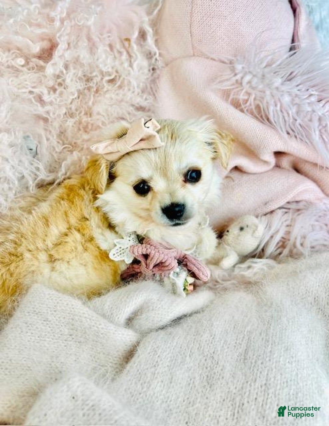 Pomchi dogs for sale: Pomchi Puppy 1 - Ad 4