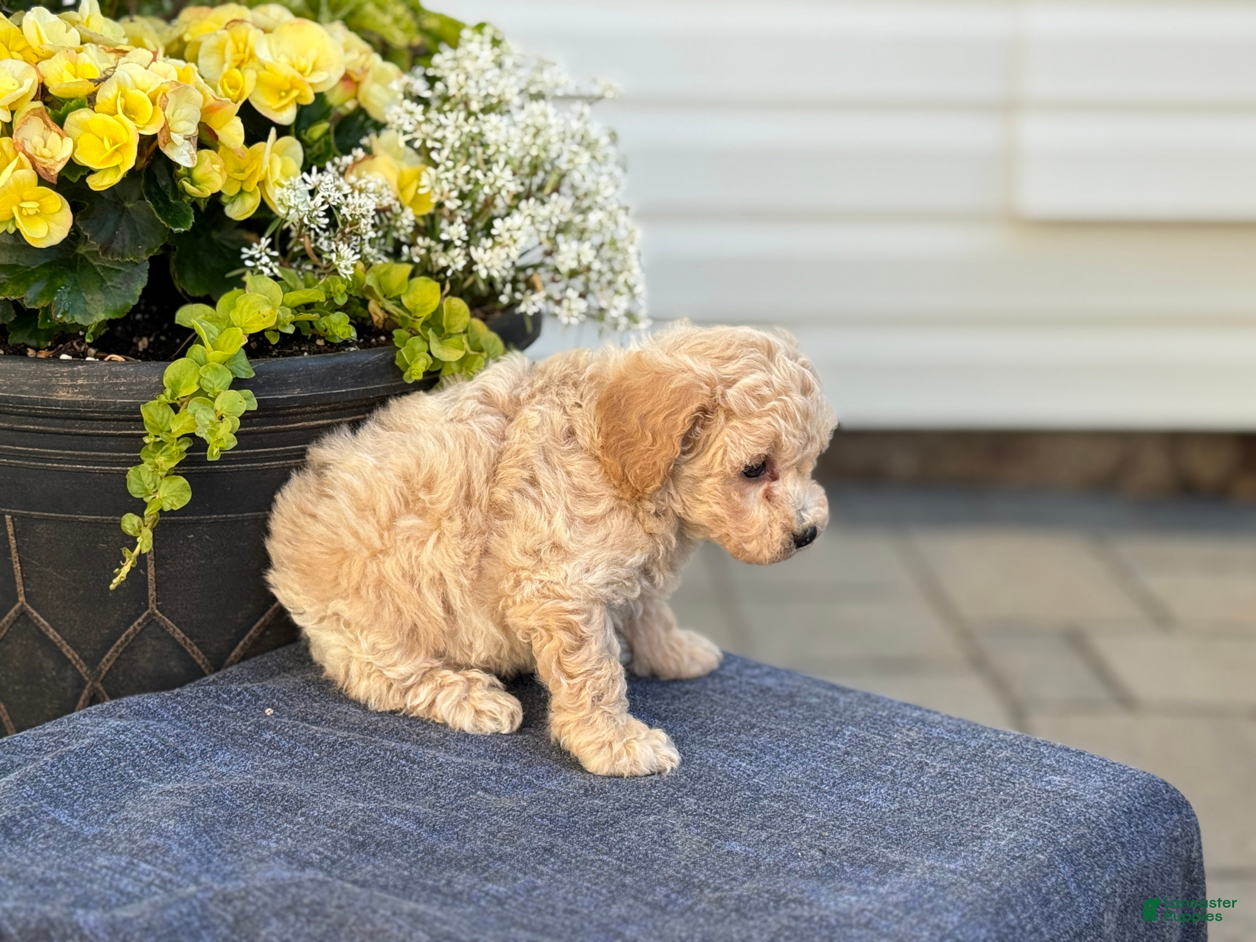 Bichpoo dogs for sale: Faye - Ad 5