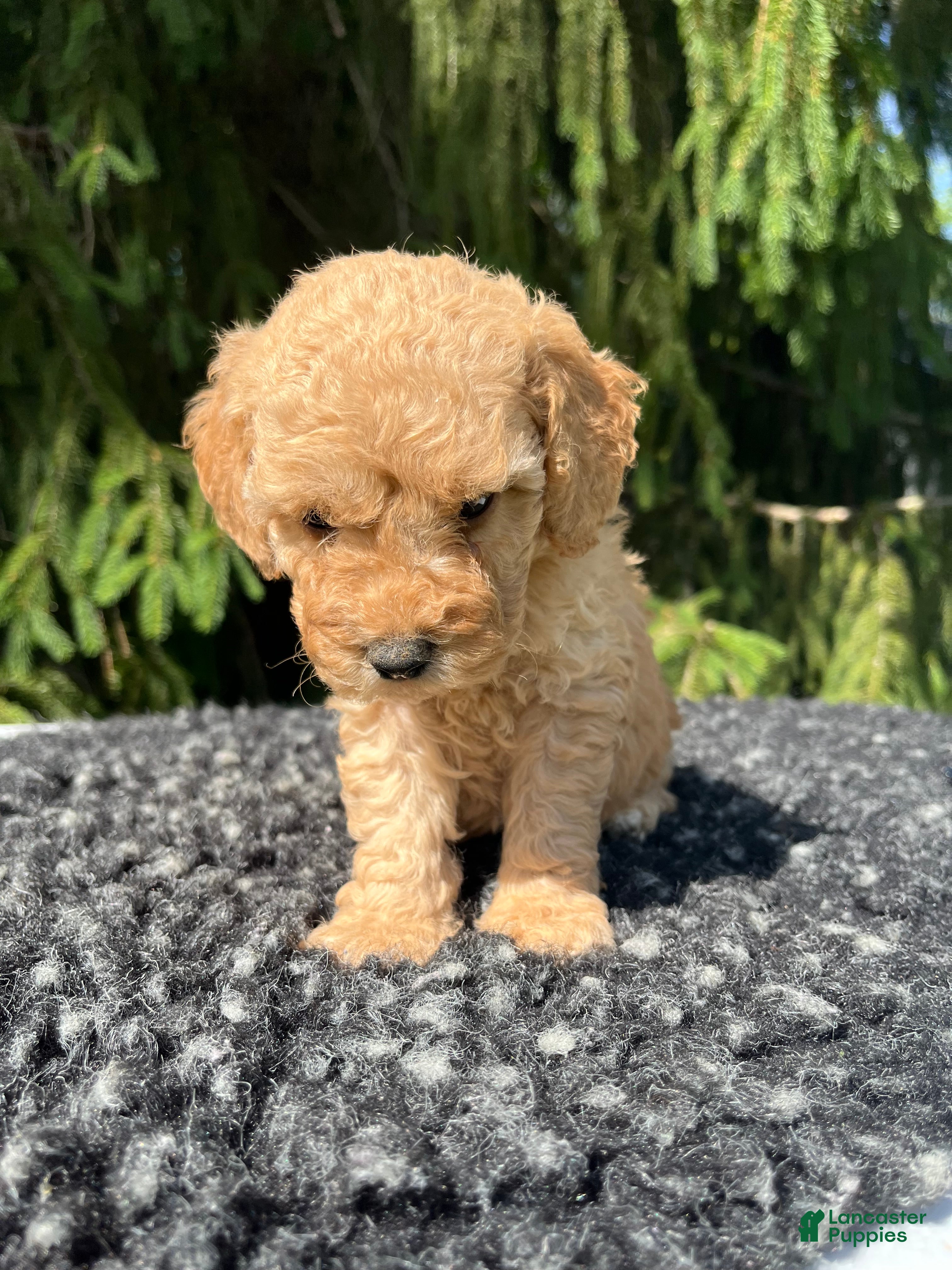 Mini Goldendoodle dogs for sale: Charley  - Ad 3