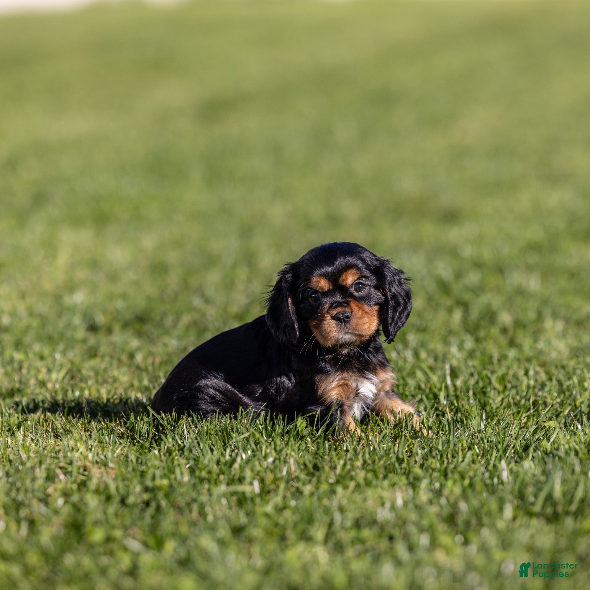 Cavalier King Charles Spaniel dogs Selah - Ad 2