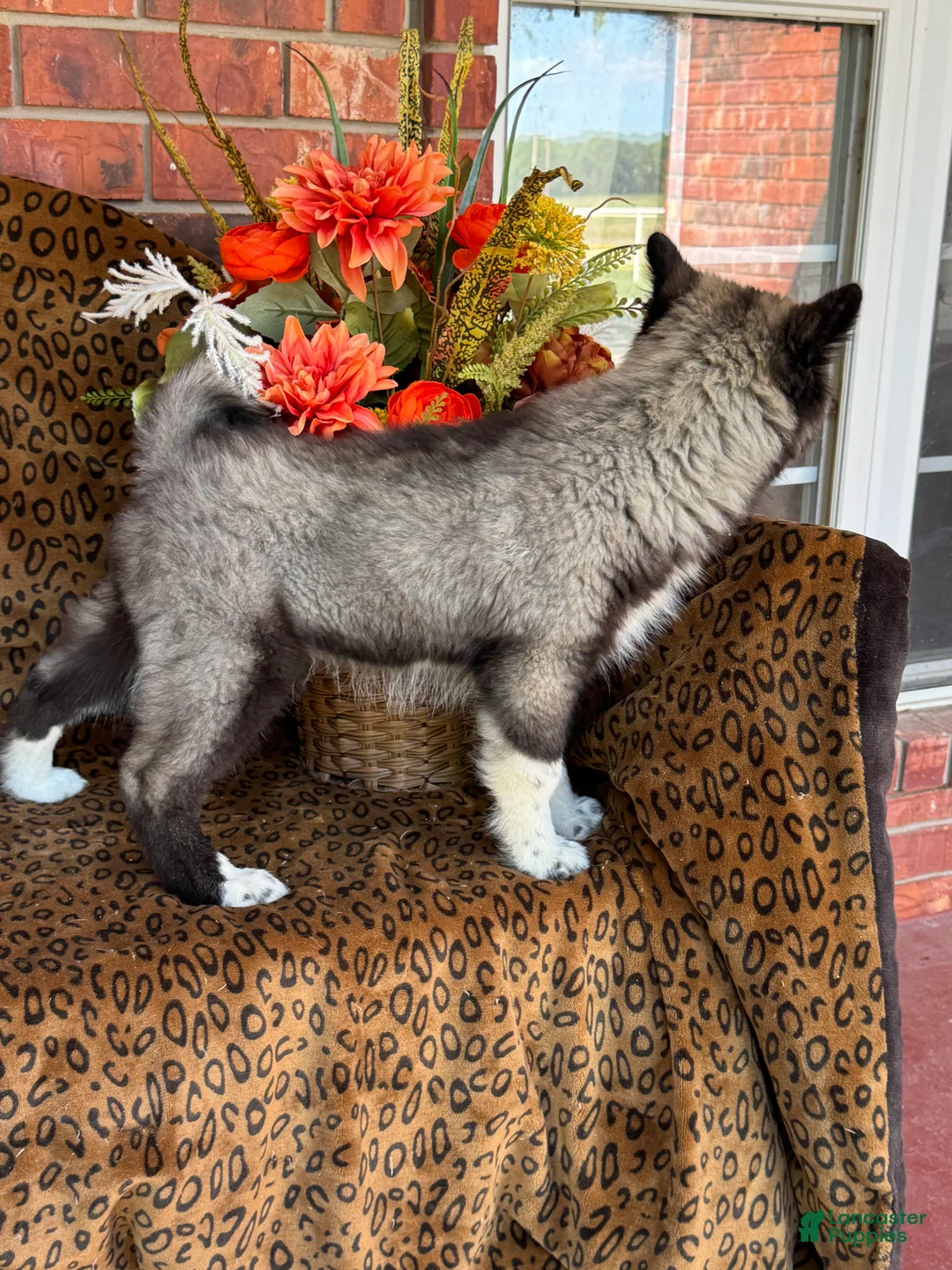 Siberian Husky dogs for sale: Rex - Ad 2
