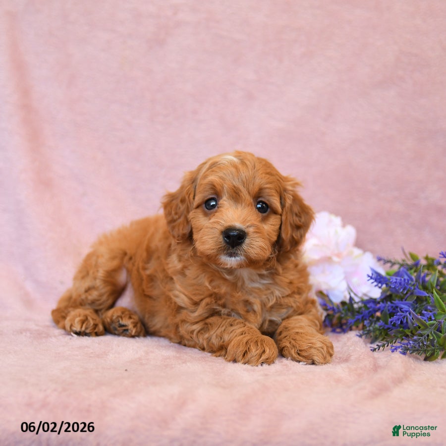 Cavapoo dogs Forest - Ad 2