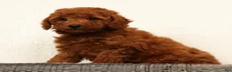 Mini Goldendoodle dogs for sale: Amber - Ad 2