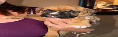 Purple collar girl
