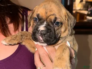 Boxer dogs Purple collar girl - Ad 33