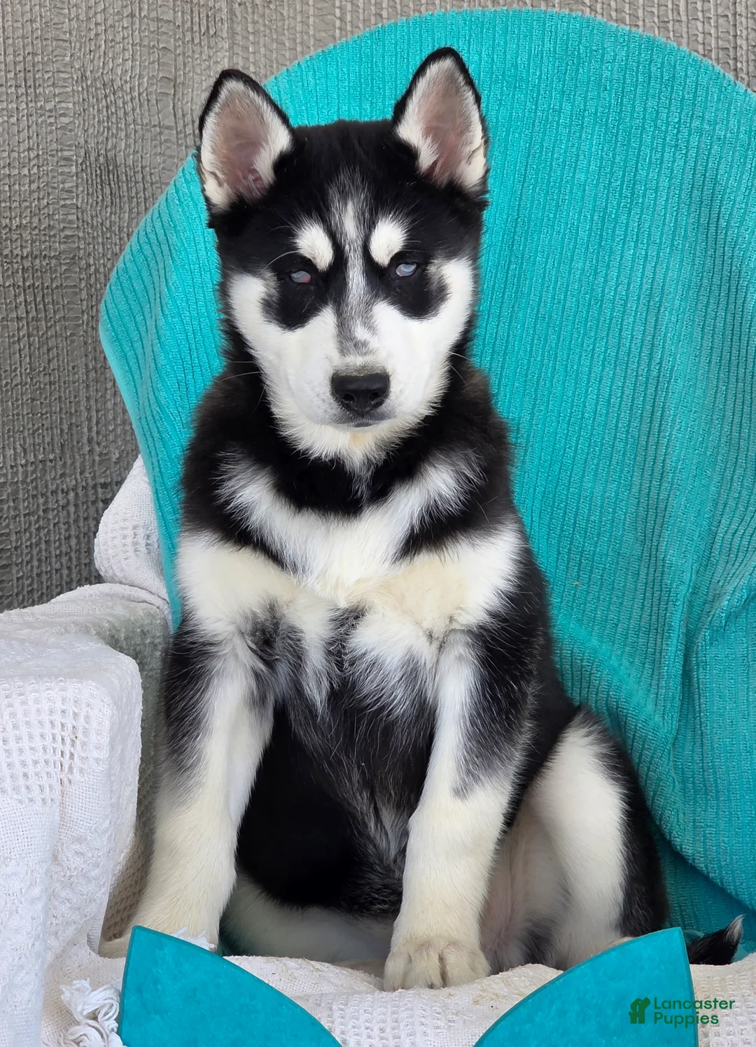 Siberian Husky dogs for sale: Kylan - Ad 1