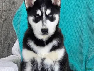 Siberian Husky dogs for sale: Kylan - Ad 2