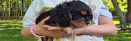 Cavalier King Charles Spaniel dogs for sale: Cavalier King Charles Spaniel Puppy 2- Bia - Ad 2