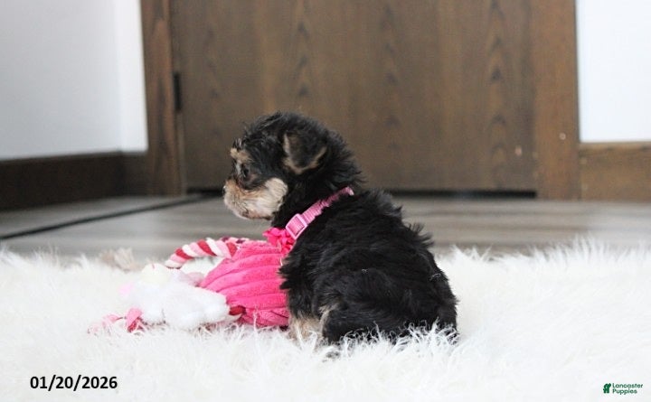 Yochon dogs Molly - Ad 2