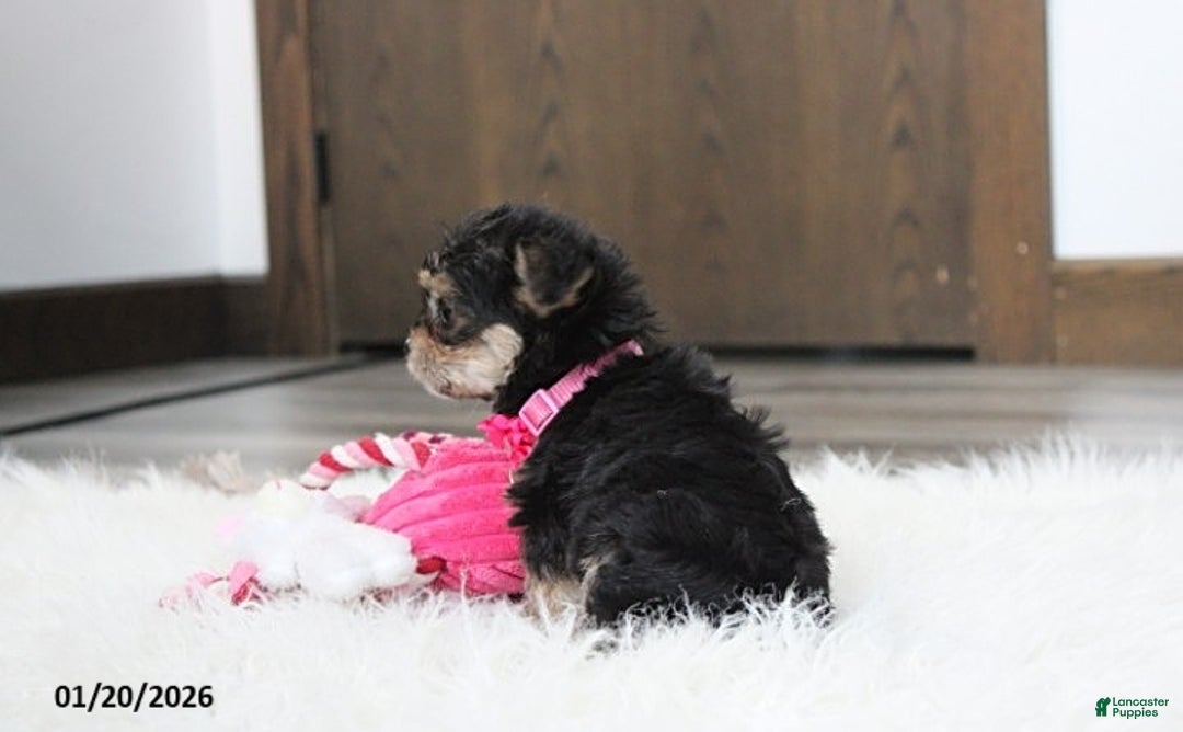 Yochon dogs for sale: Molly - Ad 2