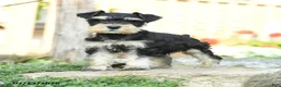 Miniature Schnauzer dogs for sale: Little cutie - Ad 4