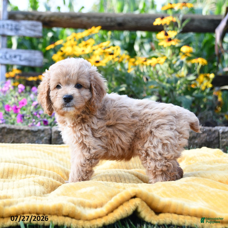 Cockapoo dogs Lily - Ad 2