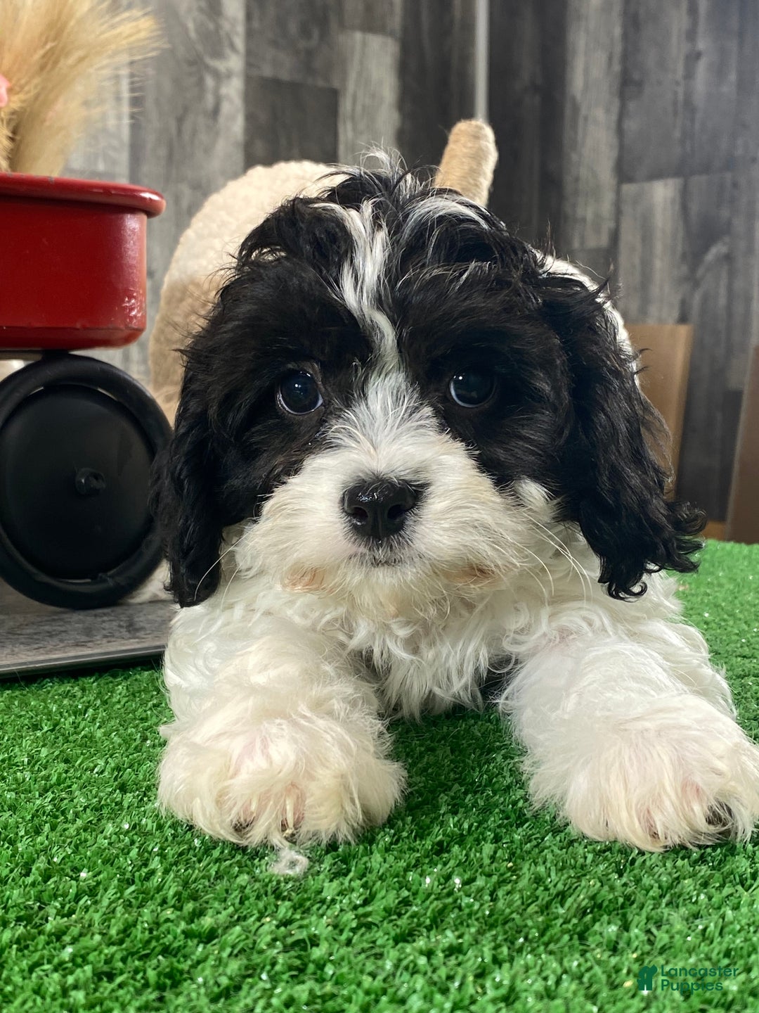 Cavachon dogs for sale: Vincent - Ad 4