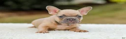 French Bulldog dogs for sale: Nash - Ad 6