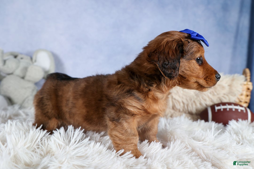 Miniature Dachshund dogs for sale: Jasper - Ad 22