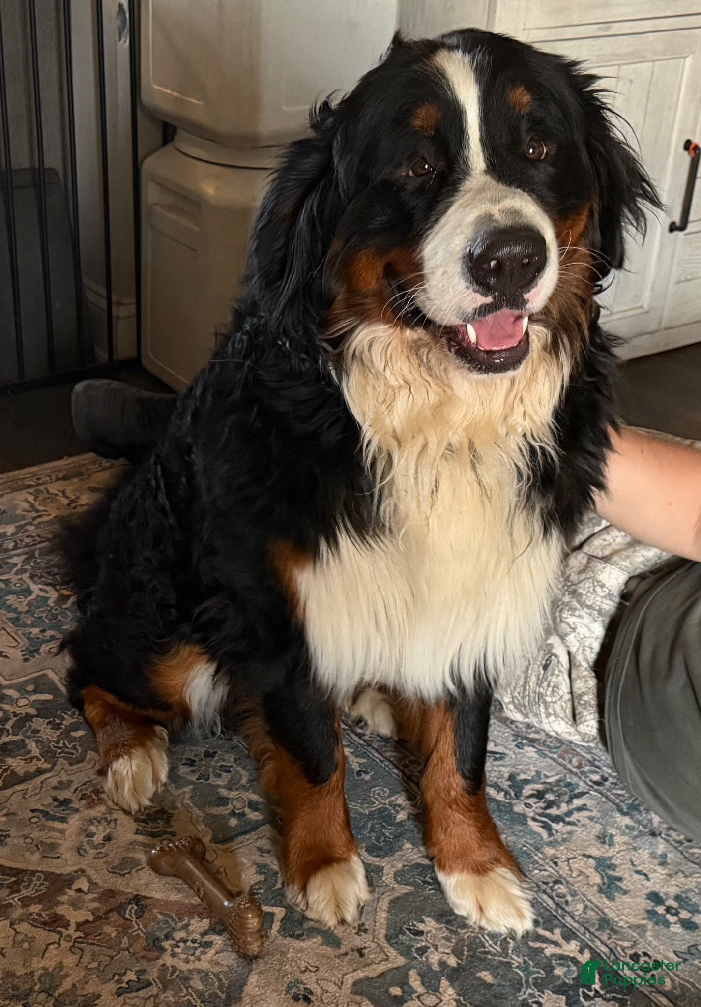 Bernese Mountain Dog dogs Atlas - Ad 3