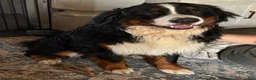 Bernese Mountain Dog dogs for stud: Atlas - Ad 2