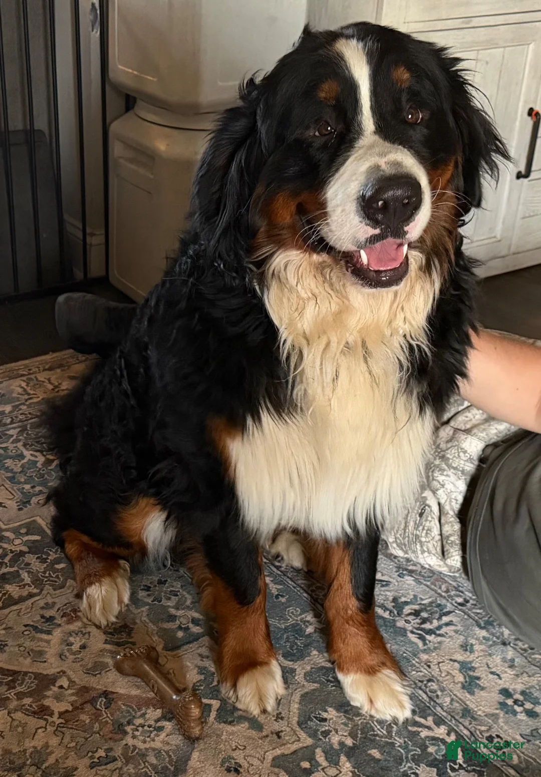 Bernese Mountain Dog dogs for stud: Atlas - Ad 2