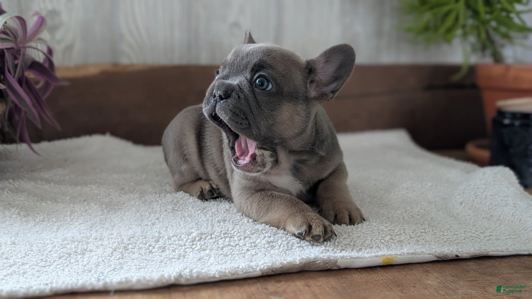 French Bulldog dogs for sale: Namor - Ad 8
