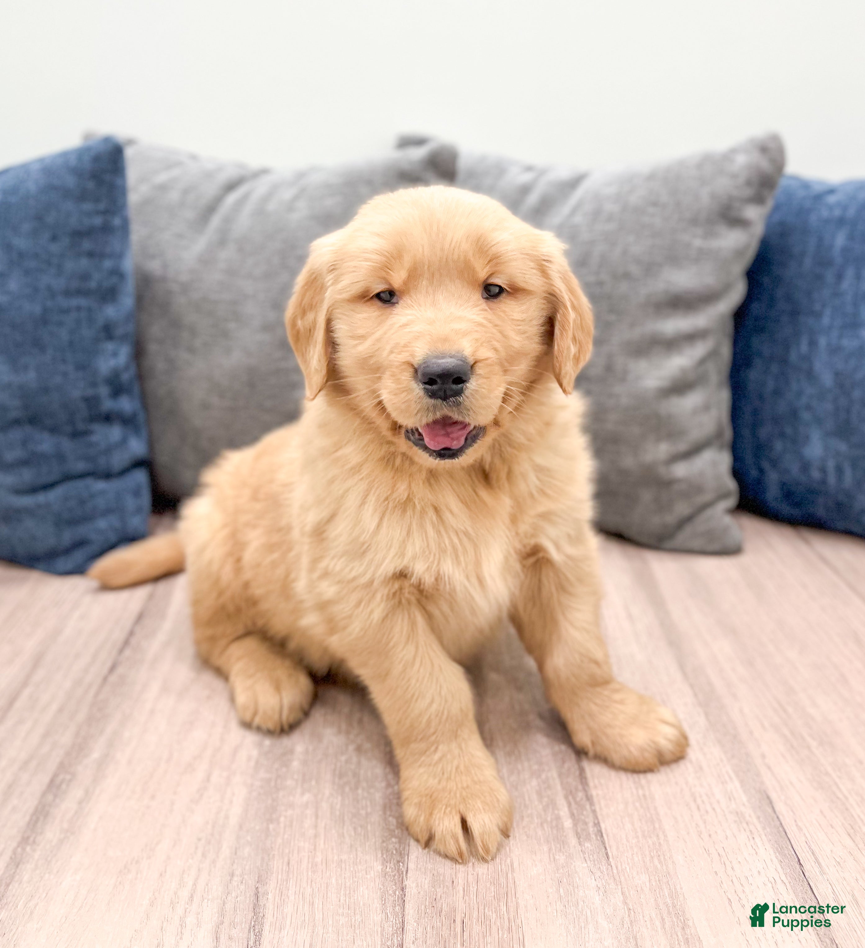 Golden Retriever dogs Buddy - Ad 1