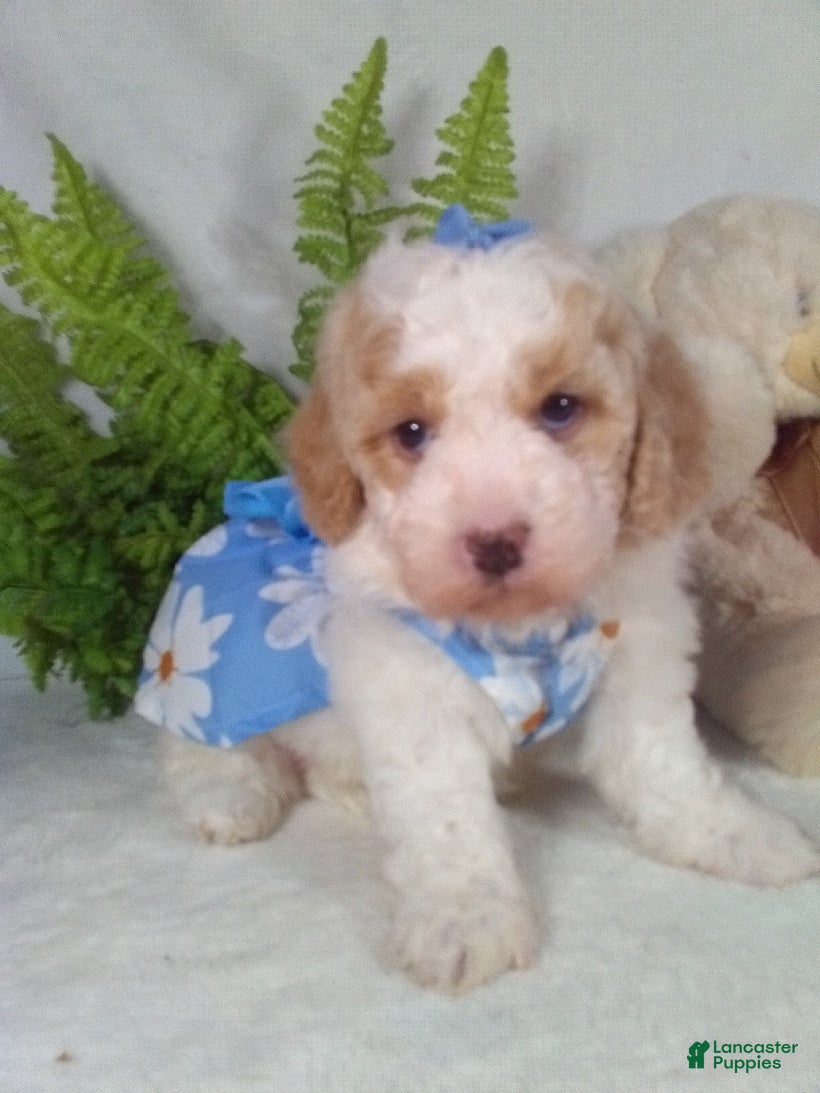 Bichpoo dogs Jasmine - Ad 9