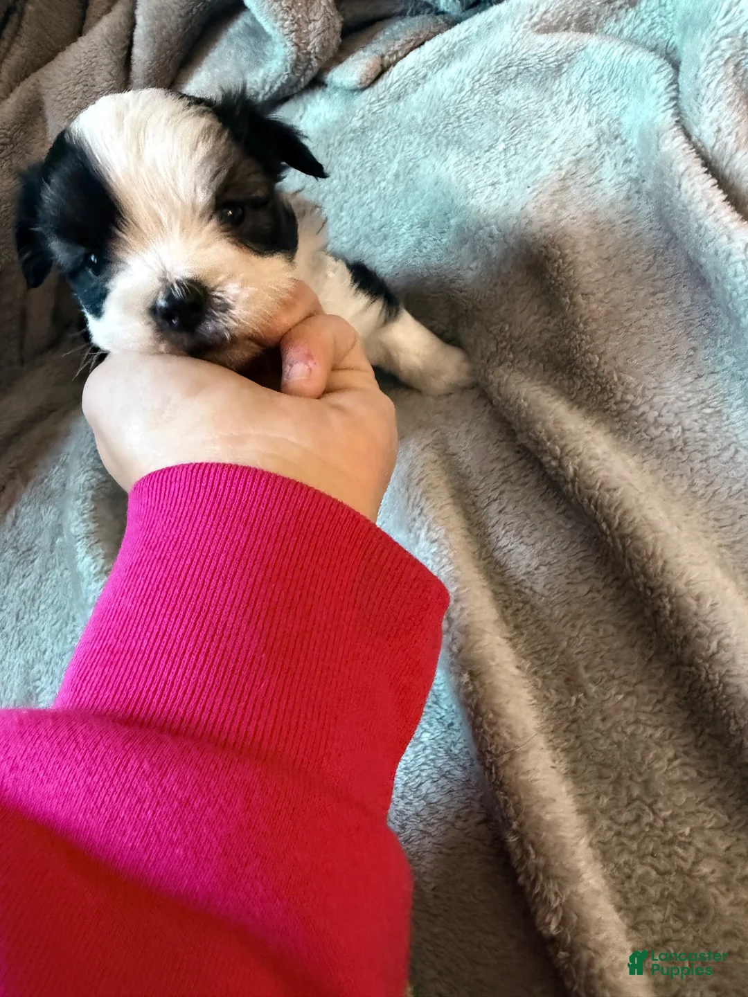 Maltipoo dogs for sale: Maltipoo 1 - Ad 2