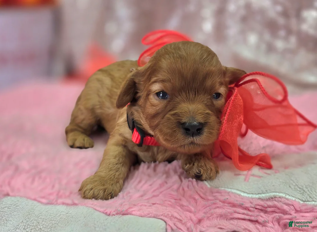 Cavapoo dogs for sale: Flint - Ad 4