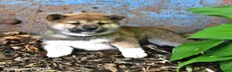 Shiba Inu dogs for sale: Nick  - Ad 1