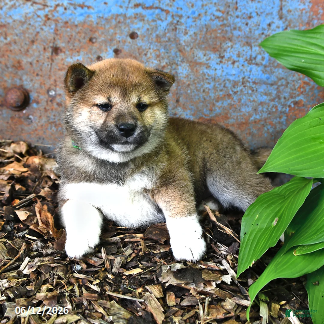 Shiba Inu dogs for sale: Nick  - Ad 1