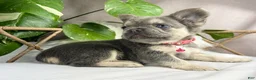 French Bulldog dogs for sale: Ember - Ad 4
