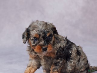 Cavapoo dogs - Ad 25