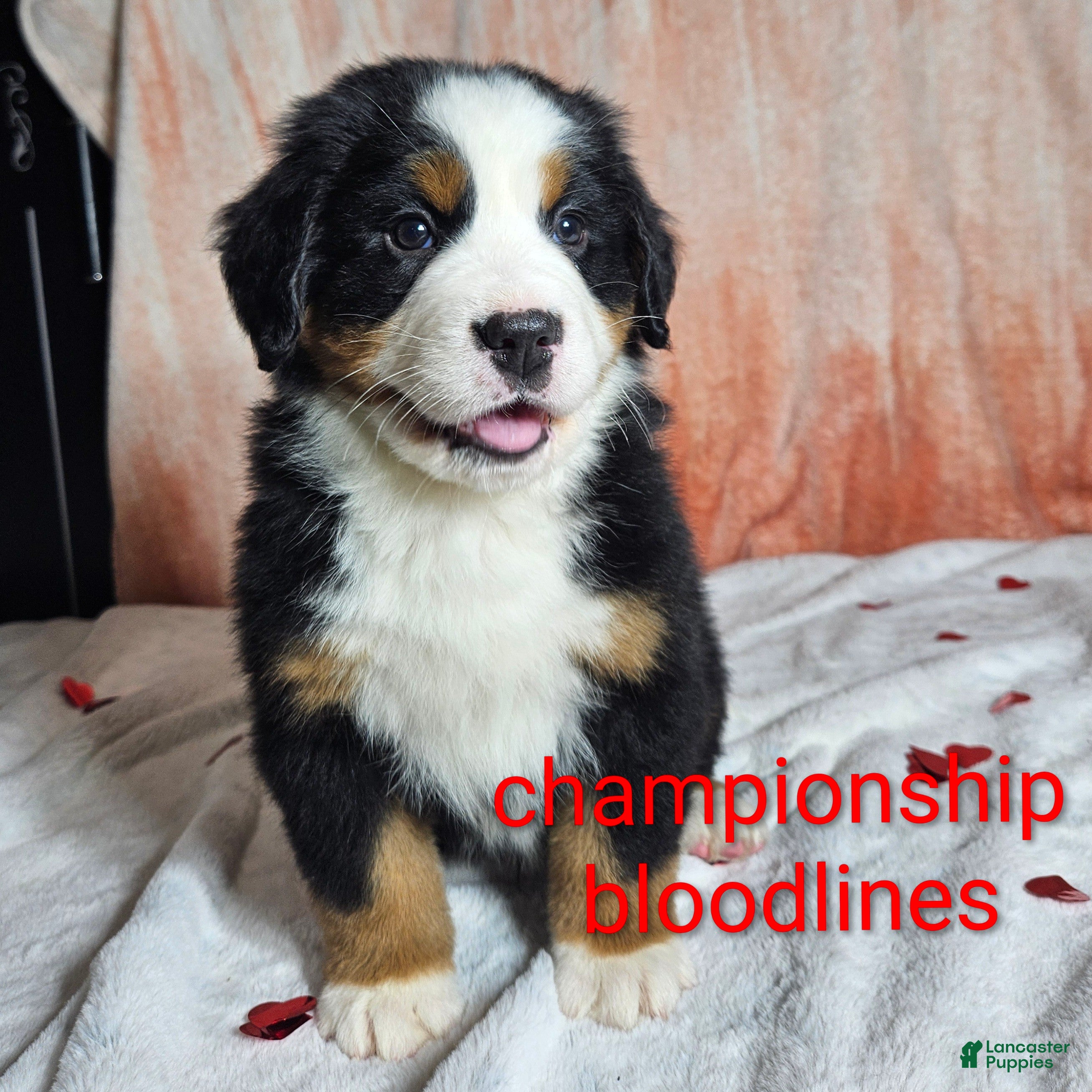 Bernese Mountain Dog dogs Finn - Ad 26
