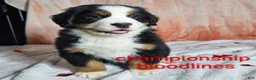 Bernese Mountain Dog dogs for sale: Finn - Ad 1