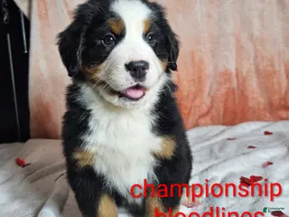 Bernese Mountain Dog dogs Finn - Ad 26