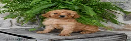 Mini Goldendoodle dogs for sale: Champ  - Ad 4