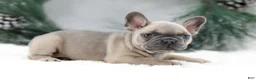 French Bulldog dogs for sale: Kallie - Ad 2
