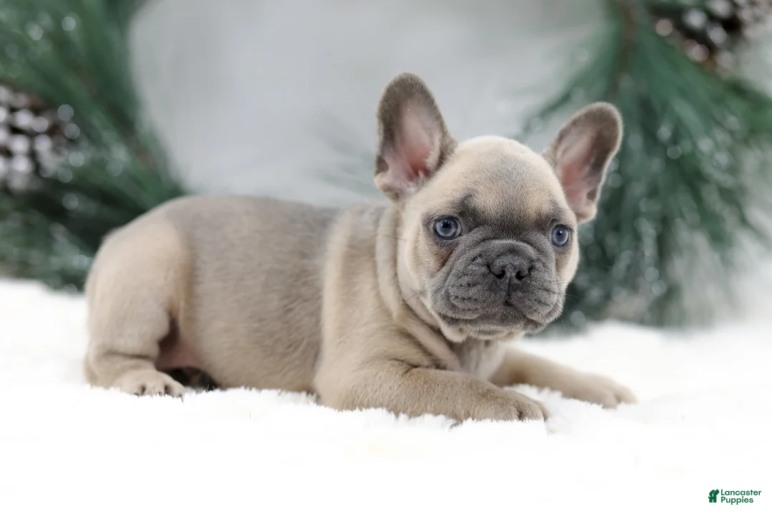 French Bulldog dogs for sale: Kallie - Ad 2