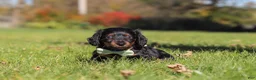 Miniature Dachshund dogs for sale: Cocktail - Ad 6