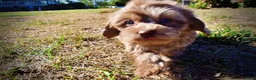 Havapoo dogs for sale: Porsha - Ad 14