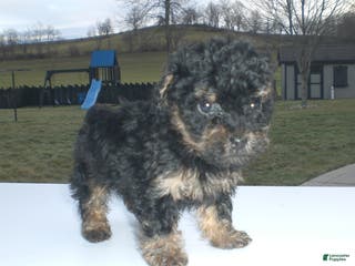 Yorkiepoo dogs Abby - Ad 21