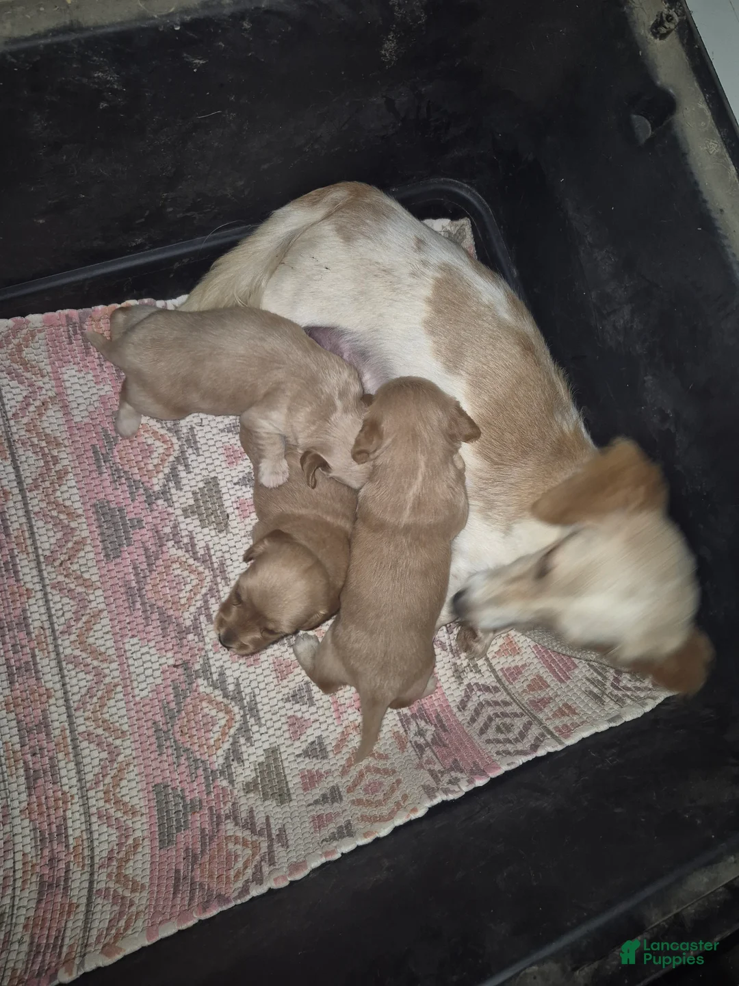 Miniature Dachshund dogs for sale: Miniature Dachshund 2 - Ad 2