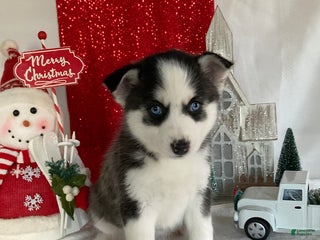 Pomsky dogs Marshmallow - Ad 19