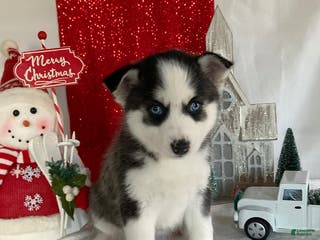 Pomsky dogs Marshmallow - Ad 30