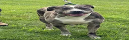 American Bully dogs for sale: Venus - Ad 22