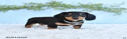 Miniature Dachshund dogs for sale: Rhonda - Ad 3