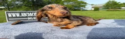 Miniature Dachshund dogs for sale: AKC Russian Ch line - Ad 13