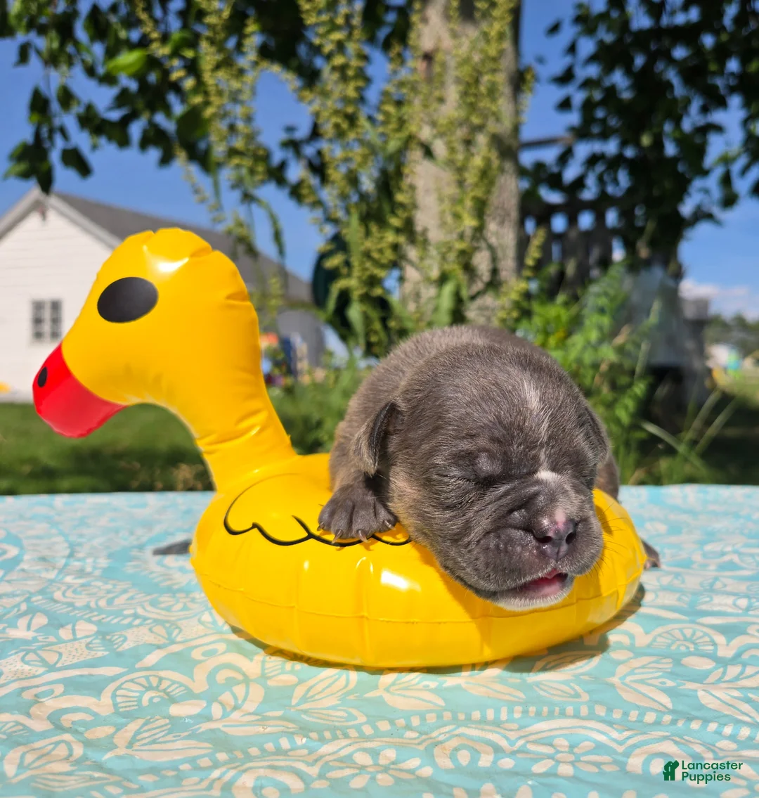 Olde English Bulldogge dogs for sale: Ryder - Ad 12