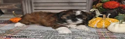 Shih Tzu dogs for sale: Dixon - Ad 7