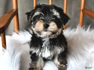 Morkie dogs for sale: Bubbles - Ad 2
